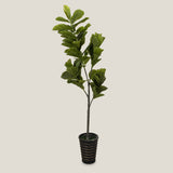 Fiddle Leaf Fig Potted Tree