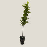 Fiddle Leaf Fig Potted Tree