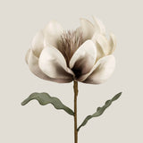 Beige Daffodil Flower