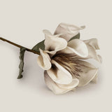 Beige Daffodil Flower