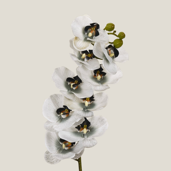 Phalaenopsis Grey Flower