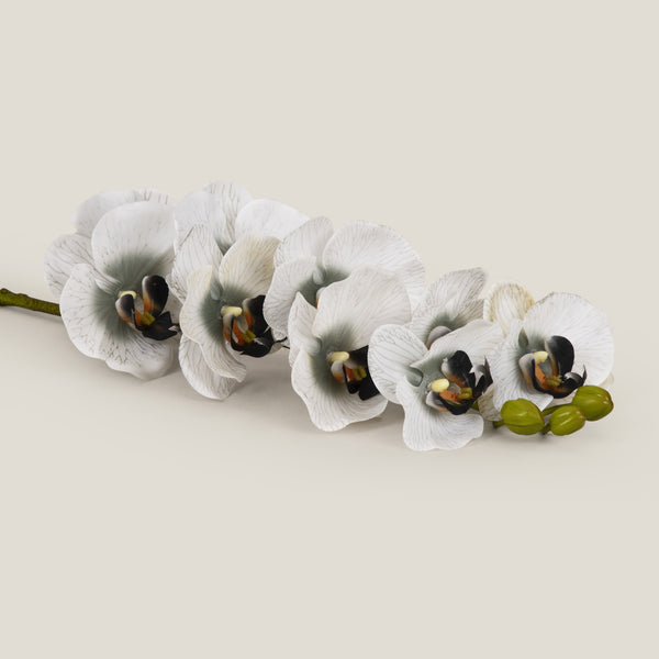 Phalaenopsis Grey Flower