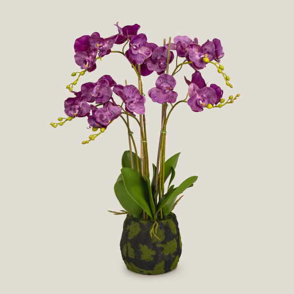 Purple Phalaenopsis Potted Plant S