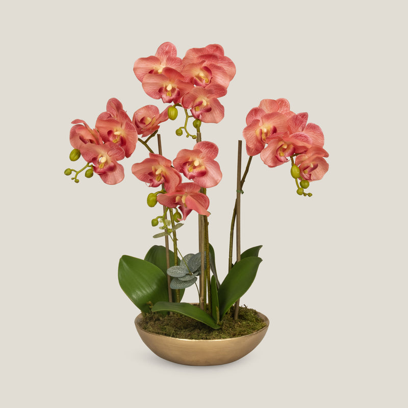 Moth Orchid Peach Potted Plant