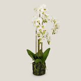 Phalaenopsis White Potted Plant Large