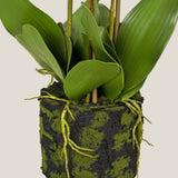 Phalaenopsis White Potted Plant Large