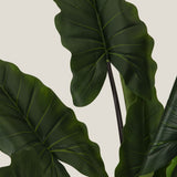 Green Colocasia Potted Tree S Buy Online in India