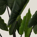 Green Colocasia Potted Tree S Shop Online in India