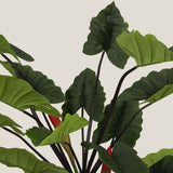 Colocasia Green Potted Tree Large