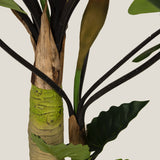 Colocasia Green Potted Tree Large