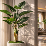 Colocasia Green Potted Tree Large