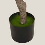 Green Olive Potted Tree L Shop Online in India