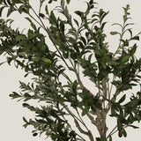 Green Olive Potted Tree S Buy Online in India
