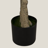 Green Olive Potted Tree S Shop Online in India