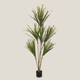 Dracaena Marginata Green Potted Tree