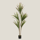 Dracaena Marginata Green Potted Tree