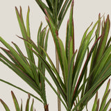 Dracaena Marginata Green Potted Tree