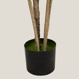 Dracaena Marginata Green Potted Tree