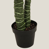 Yucca Potted Tree Shop Online in India