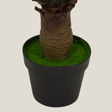  Green Foxtail Agave Potted Tree 
