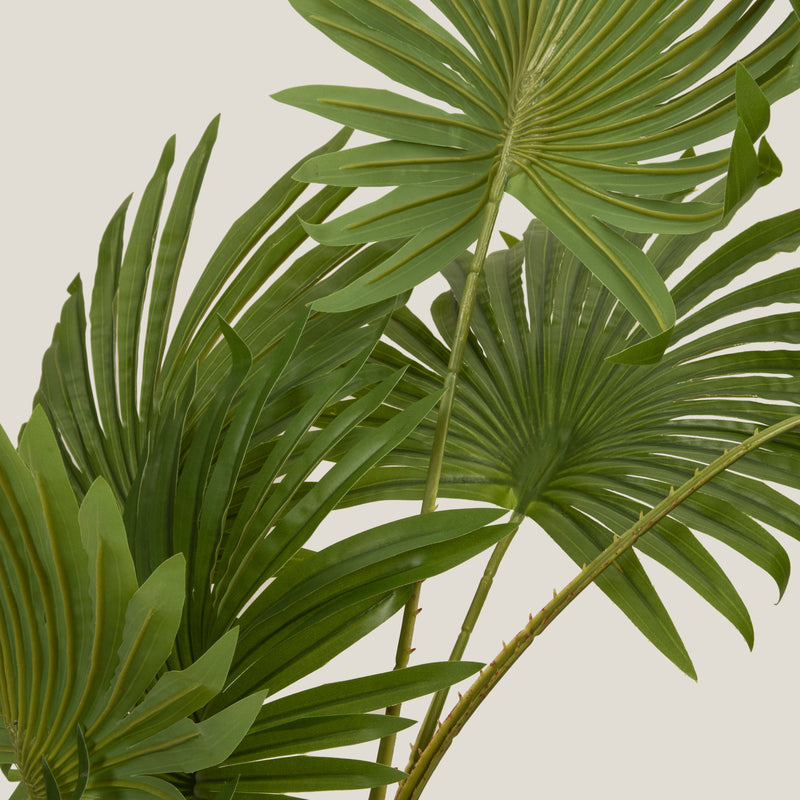 Windmill Palm Green Potted Tree S