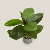  Green Rubber Fig Potted Plant Buy Online in India