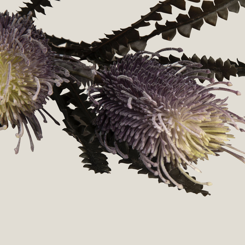  Purple Hairpin Banksia Flower Buy Online in India