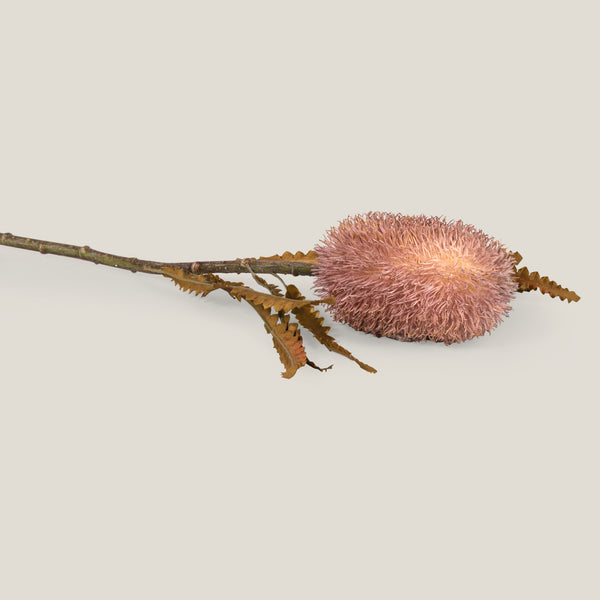 Peach Firewood Banksia Flower