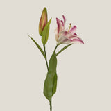 Pink Lily Blossom Flower