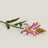 Pink Lily Blossom Flower