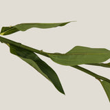 Pink Lily Blossom Flower