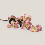 Pink Queen Bougainvillea Flower