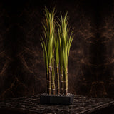 Green Sugarcane Potted Plant