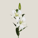 White Oriental Lily Flower