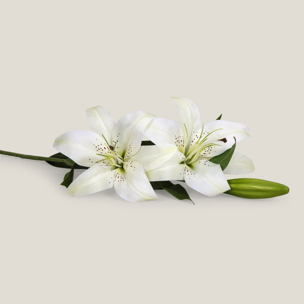 White Oriental Lily Flower