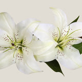 White Oriental Lily Flower