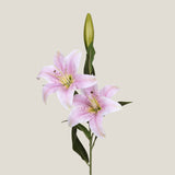 Pink Oriental Lily Flower