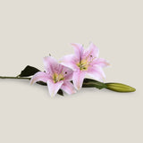 Pink Oriental Lily Flower