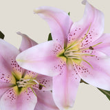 Pink Oriental Lily Flower