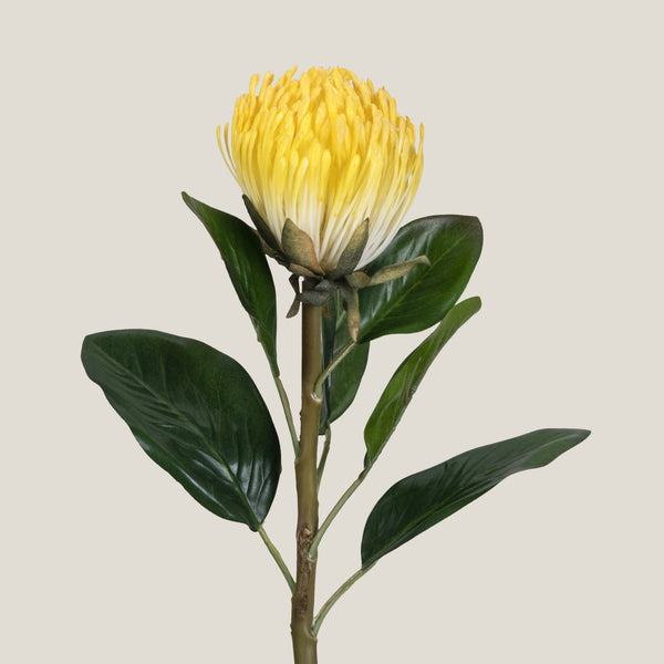 Yellow Pincushion Protea Flower
