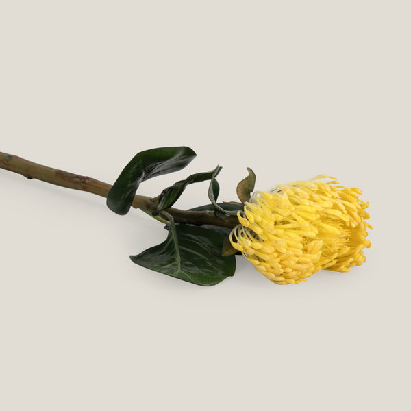 Yellow Pincushion Protea Flower