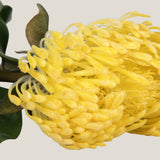 Yellow Pincushion Protea Flower