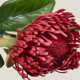 Red Pincushion Protea Flower
