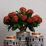 Pink Pincushion Protea Flower