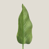Green Oasis Foliage Leaf