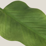 Green Oasis Foliage Leaf