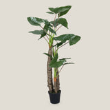 Kaykon Green Potted Plant