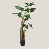 Kaykon Green Potted Plant