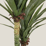 Yucca Green Potted Tree