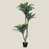 Dracaena Fragrans Green Potted Tree